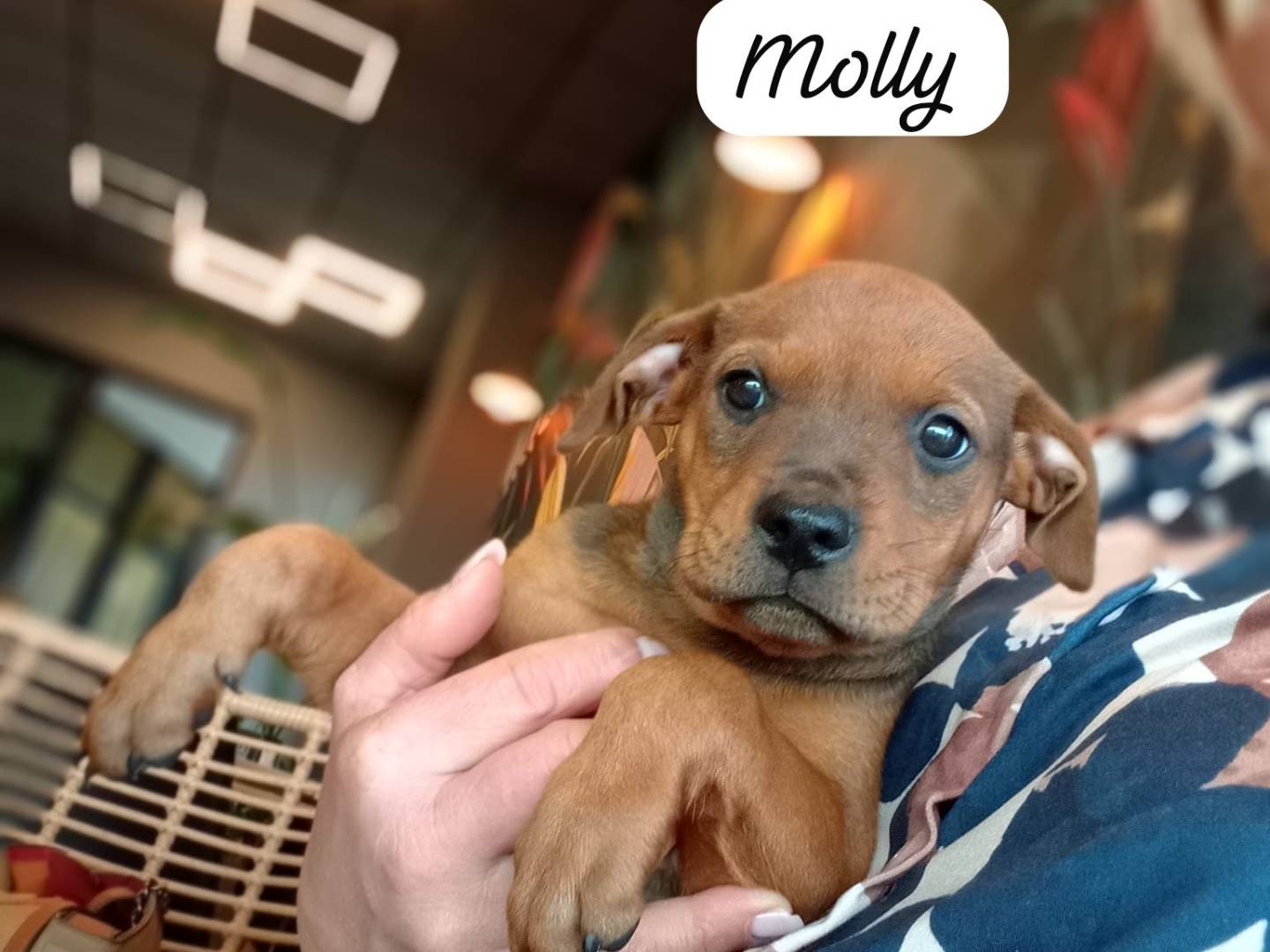 Adotta un cane, taglia media, femmina, Siracusa