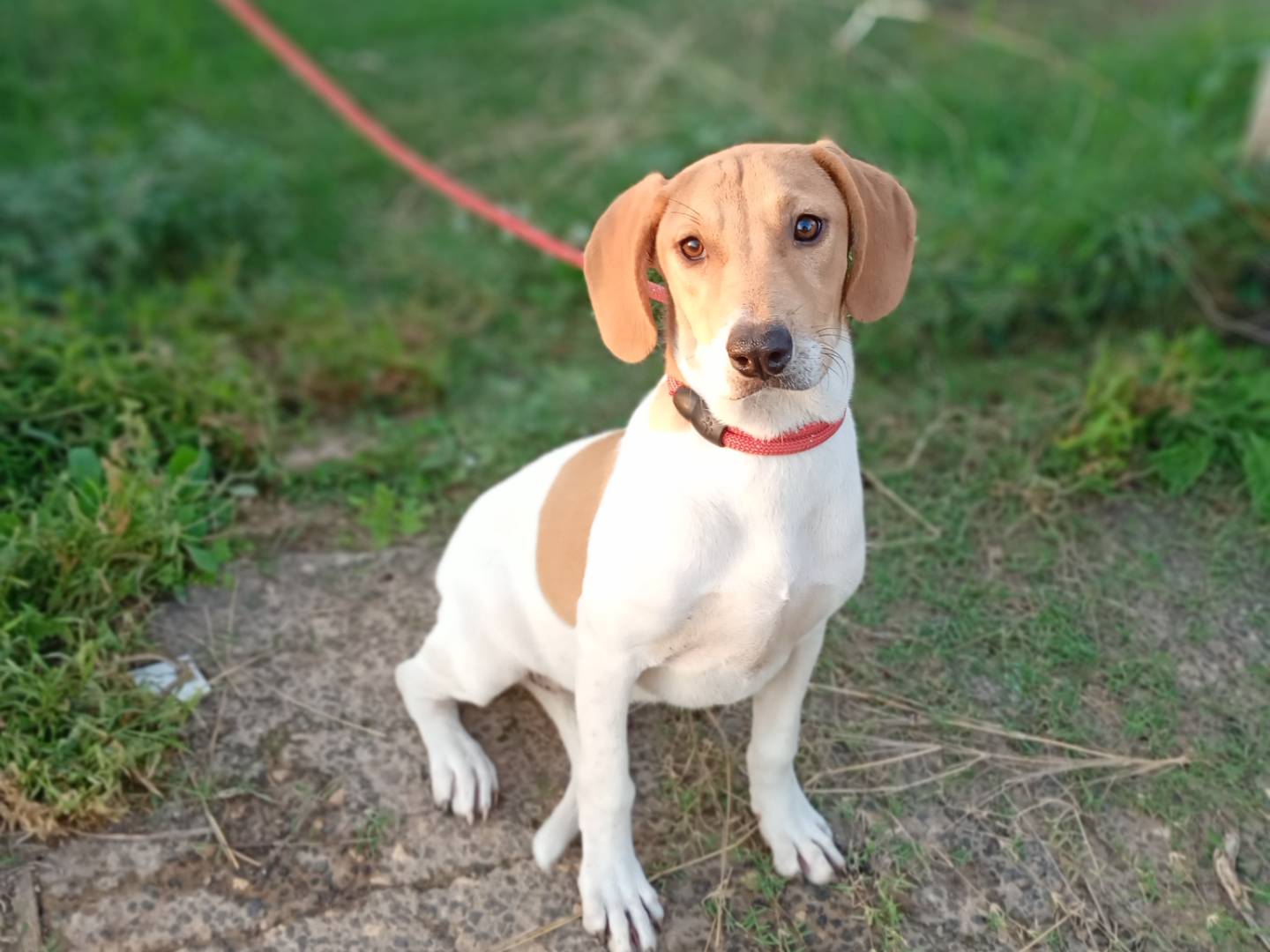 Adotta un cane, taglia media contenuta, femmina, Sassari