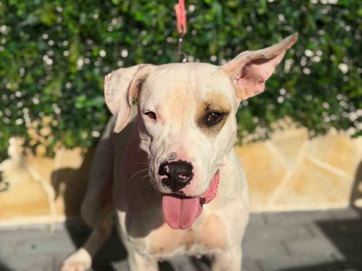 Vuoi adottare un cane a Siracusa?