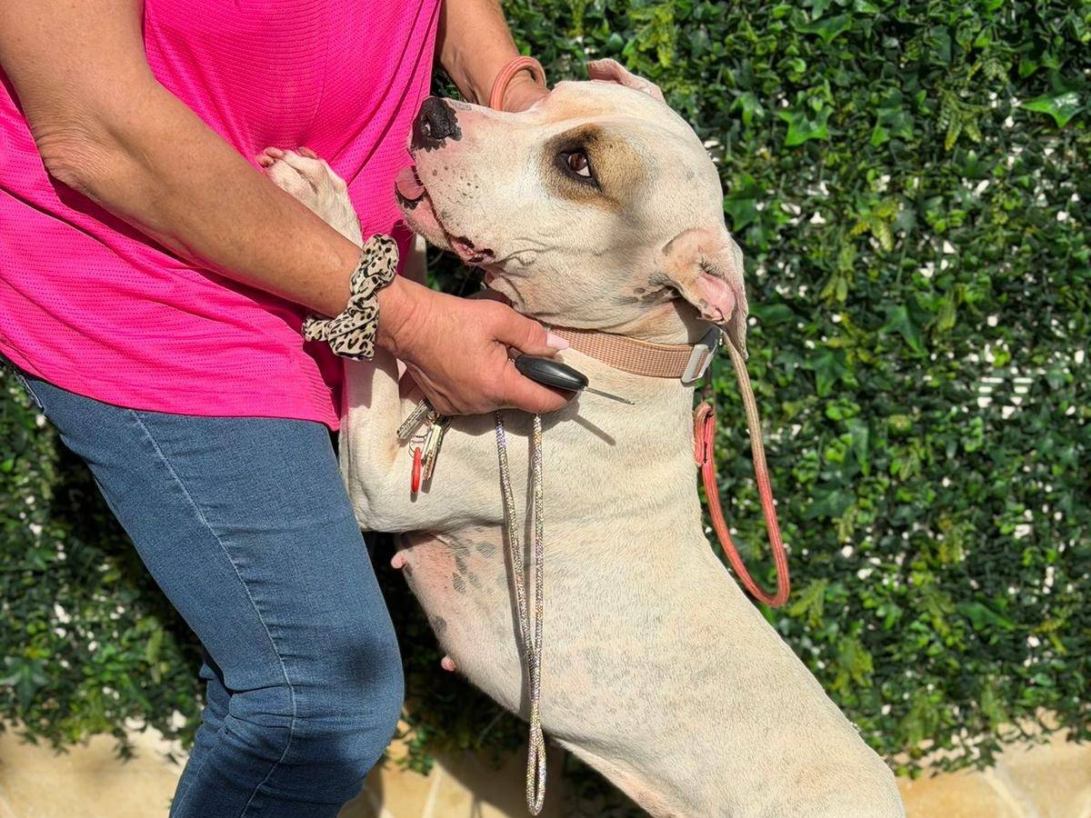 Adotta il cane Onda a Siracusa