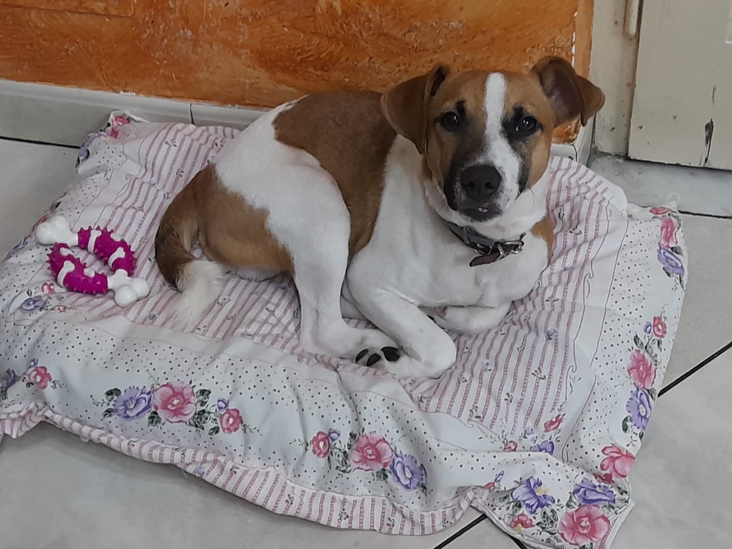 Adozione cane, maschio, Jack Russell Terrier Razza sconosciuta, 3 anni, taglia piccola, Siracusa