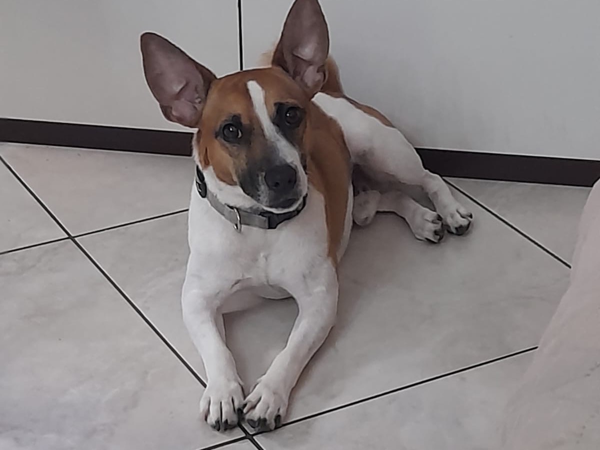 Adotta un cane, taglia piccola, maschio, Siracusa