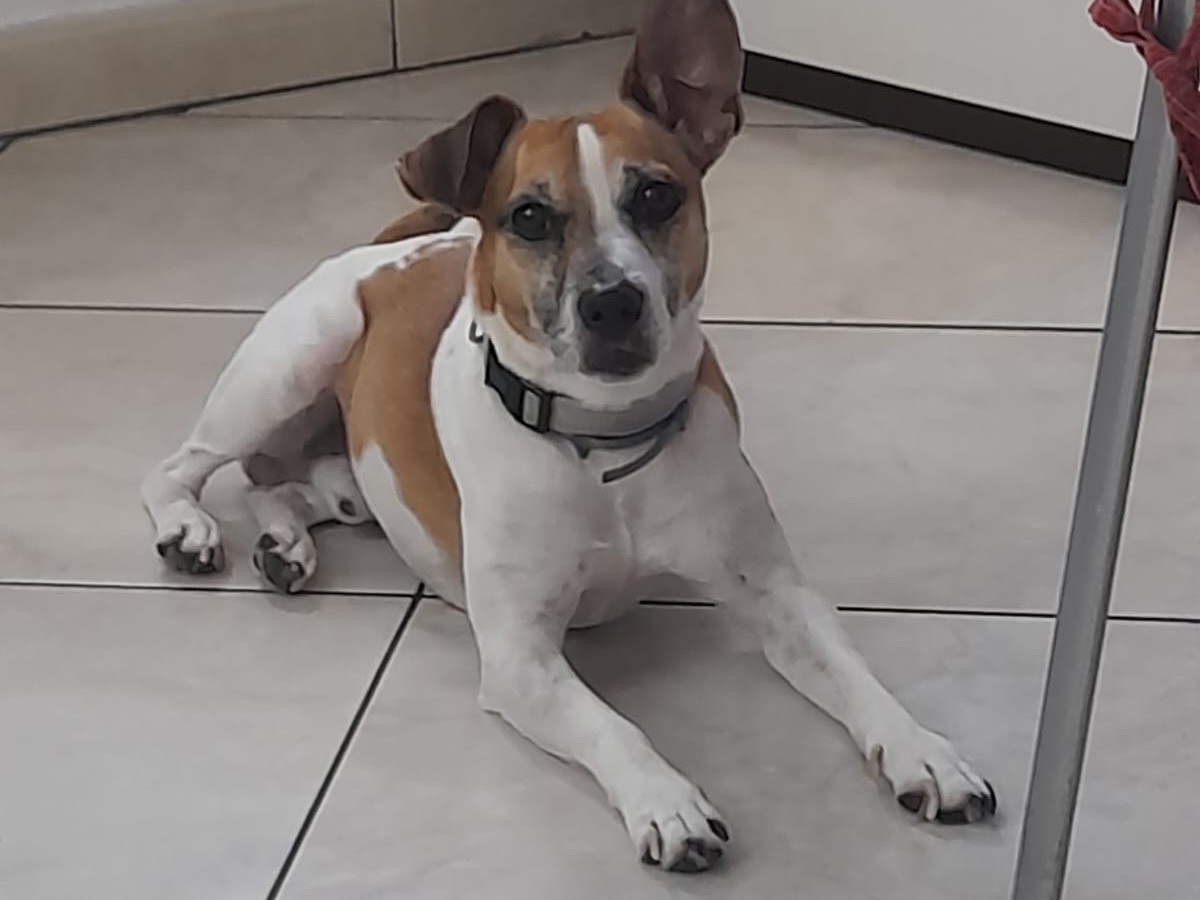 Vuoi adottare un cane a Siracusa?