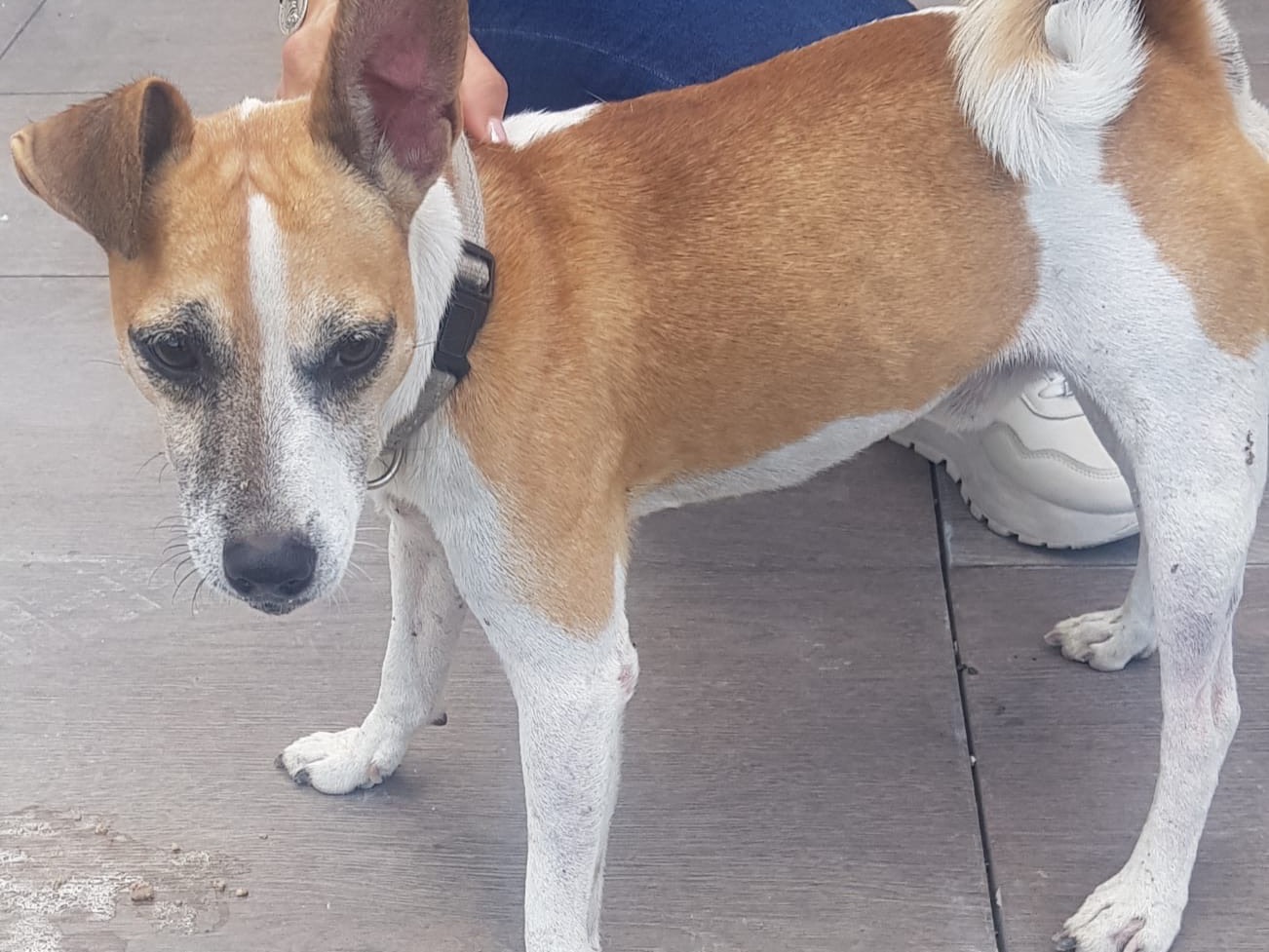 Adotta il cane Rocky a Siracusa