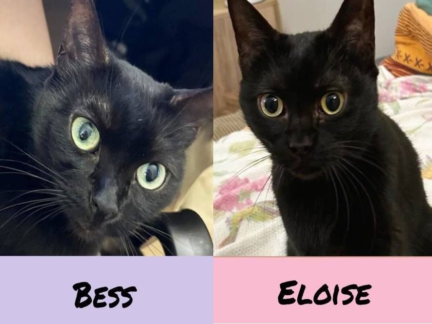 Adozione gatto, femmina, Razza sconosciuta Razza sconosciuta, 9 anni e 1 mese, taglia non valida, Torino