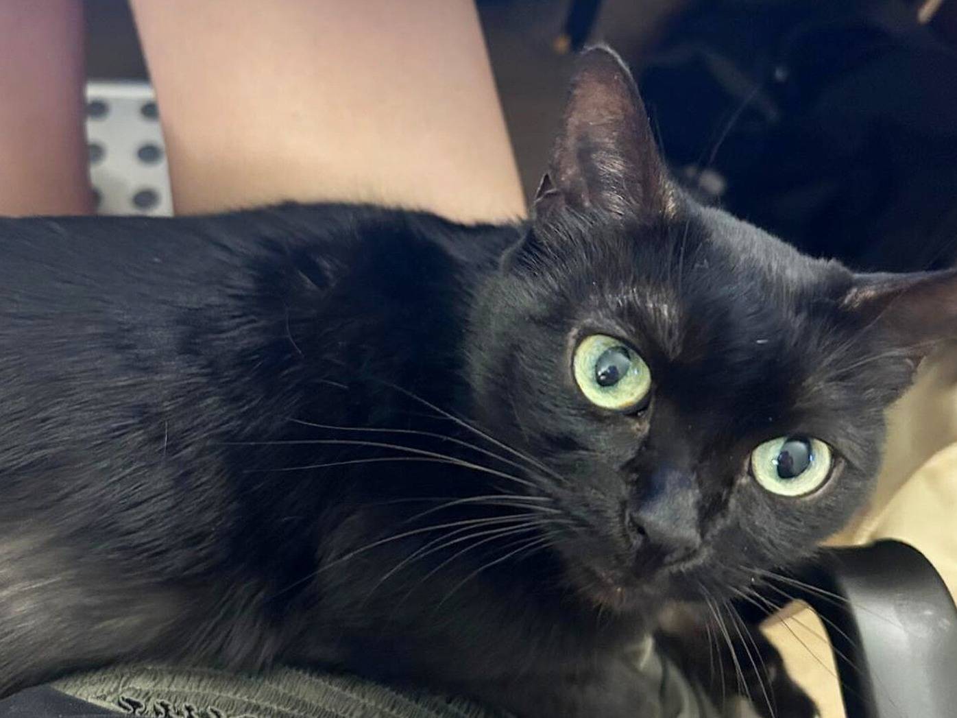 Adotta un gatto, femmina, 9 anni e 1 mese, Torino