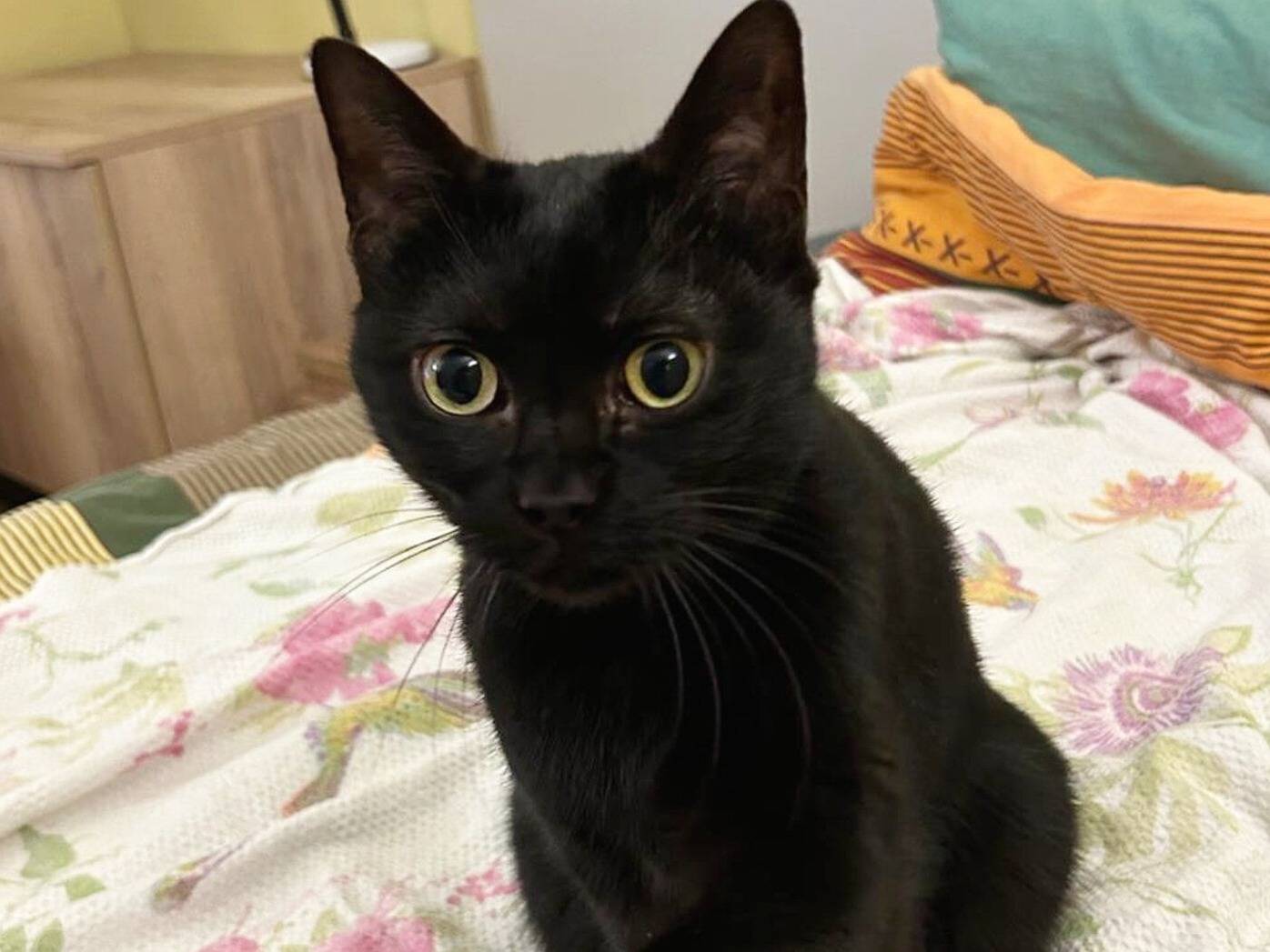 Adotta un gatto, taglia non valida, femmina, Torino