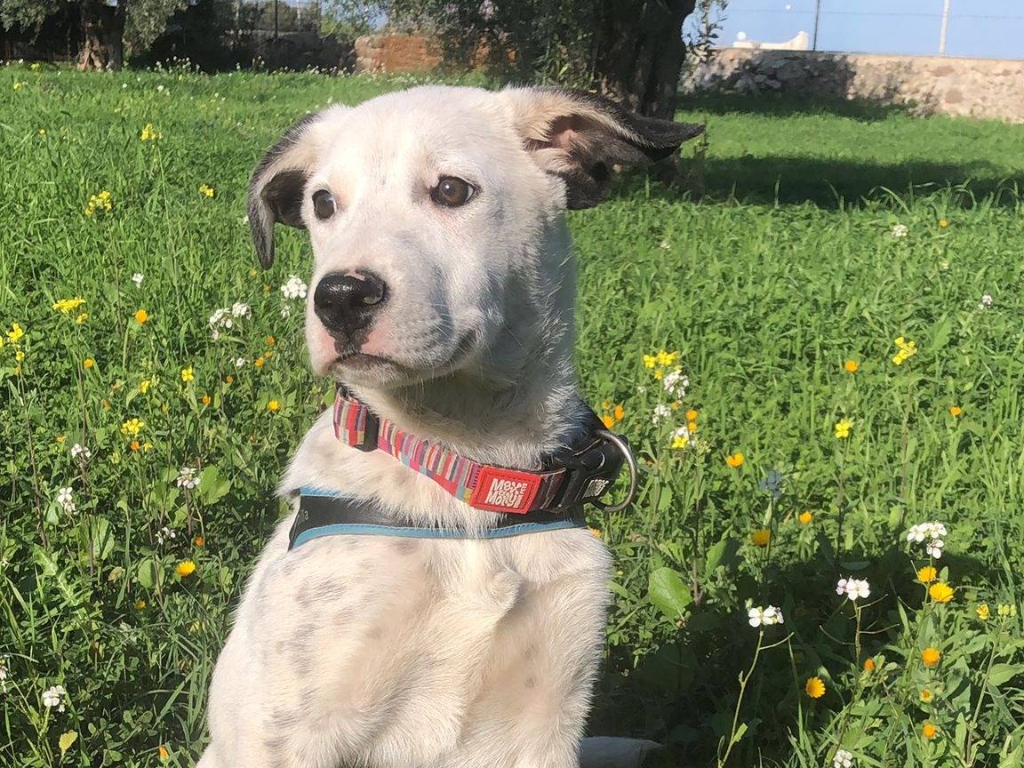 Adozione cane, femmina, Razza sconosciuta Razza sconosciuta, 4 mesi, taglia media, Siracusa