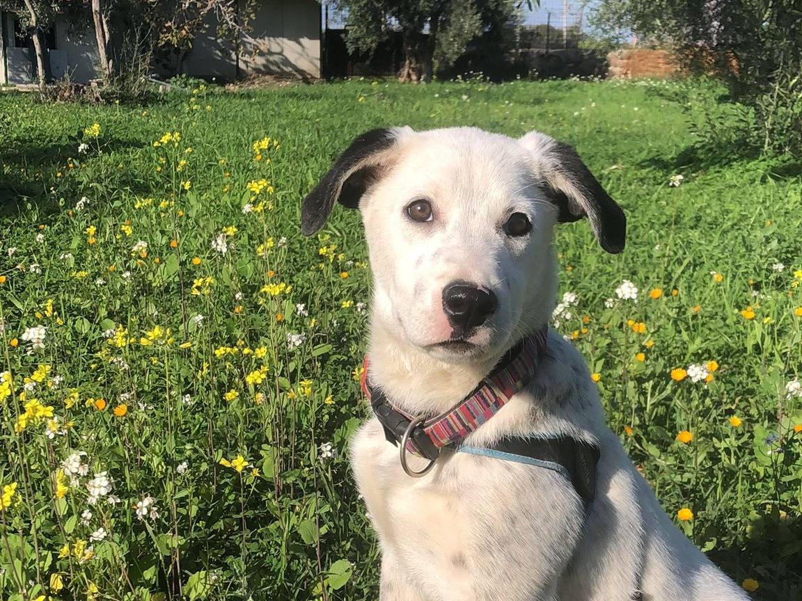 Adotta un cane, femmina, 4 mesi, Siracusa
