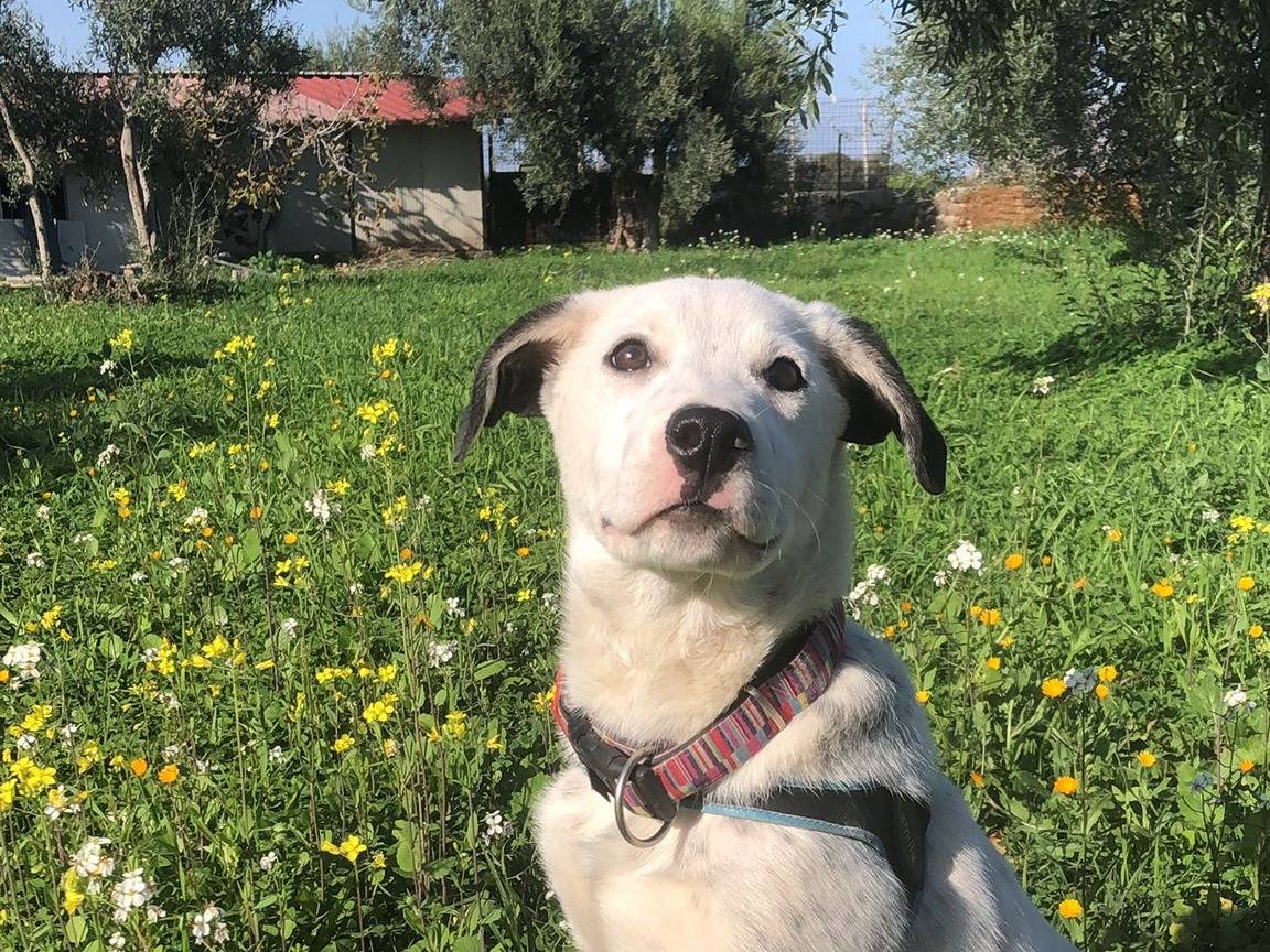 Adotta un cane, taglia media, femmina, Siracusa