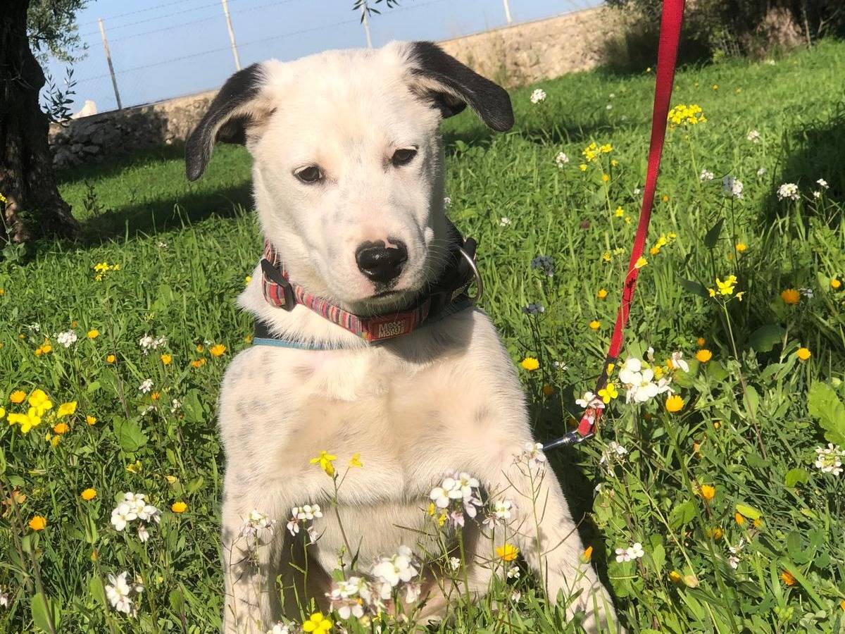 Vuoi adottare un cane a Siracusa?