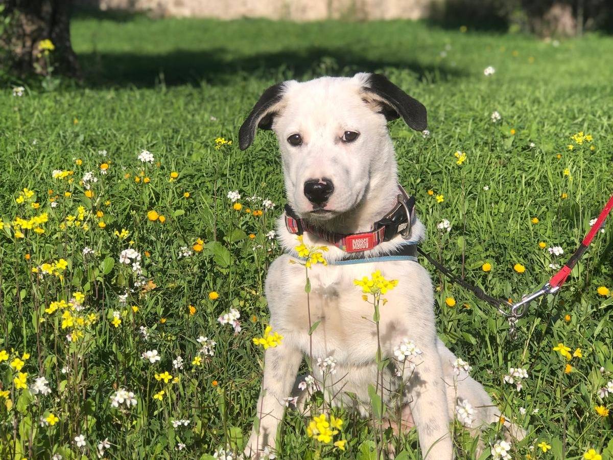 Adotta il cane Pimpa  a Siracusa