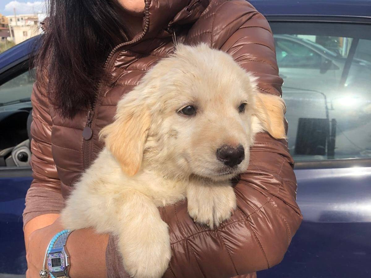Adozione cane, maschio, Golden Retriever Razza sconosciuta, 2 mesi, taglia grande, Siracusa