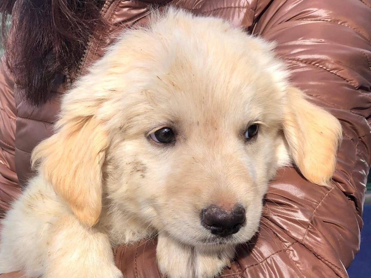 Adotta un cane, taglia grande, maschio, Siracusa