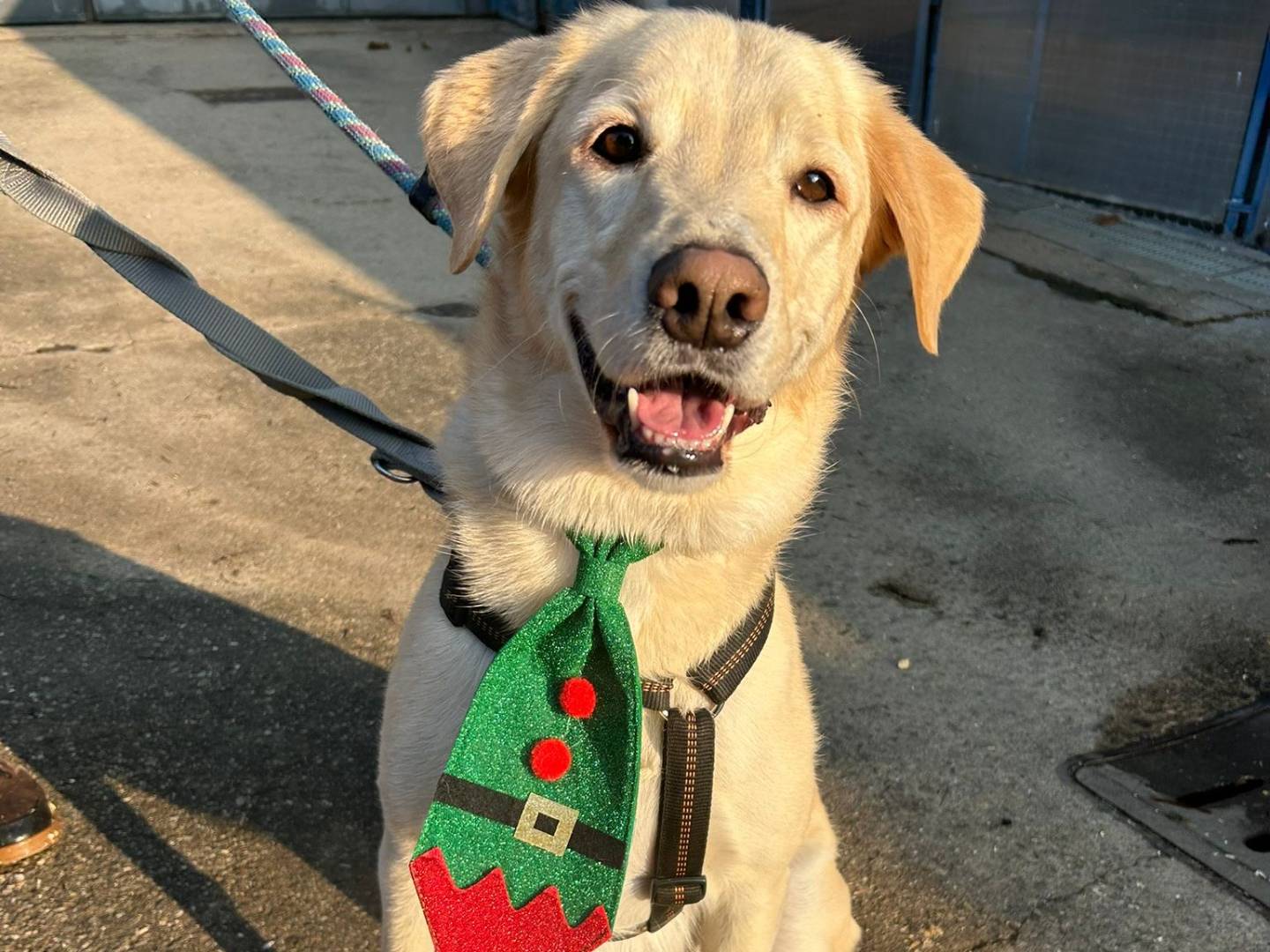 Adozione cane, maschio, Labrador Retriever Razza sconosciuta, 5 anni e 7 mesi, taglia grande, Milano