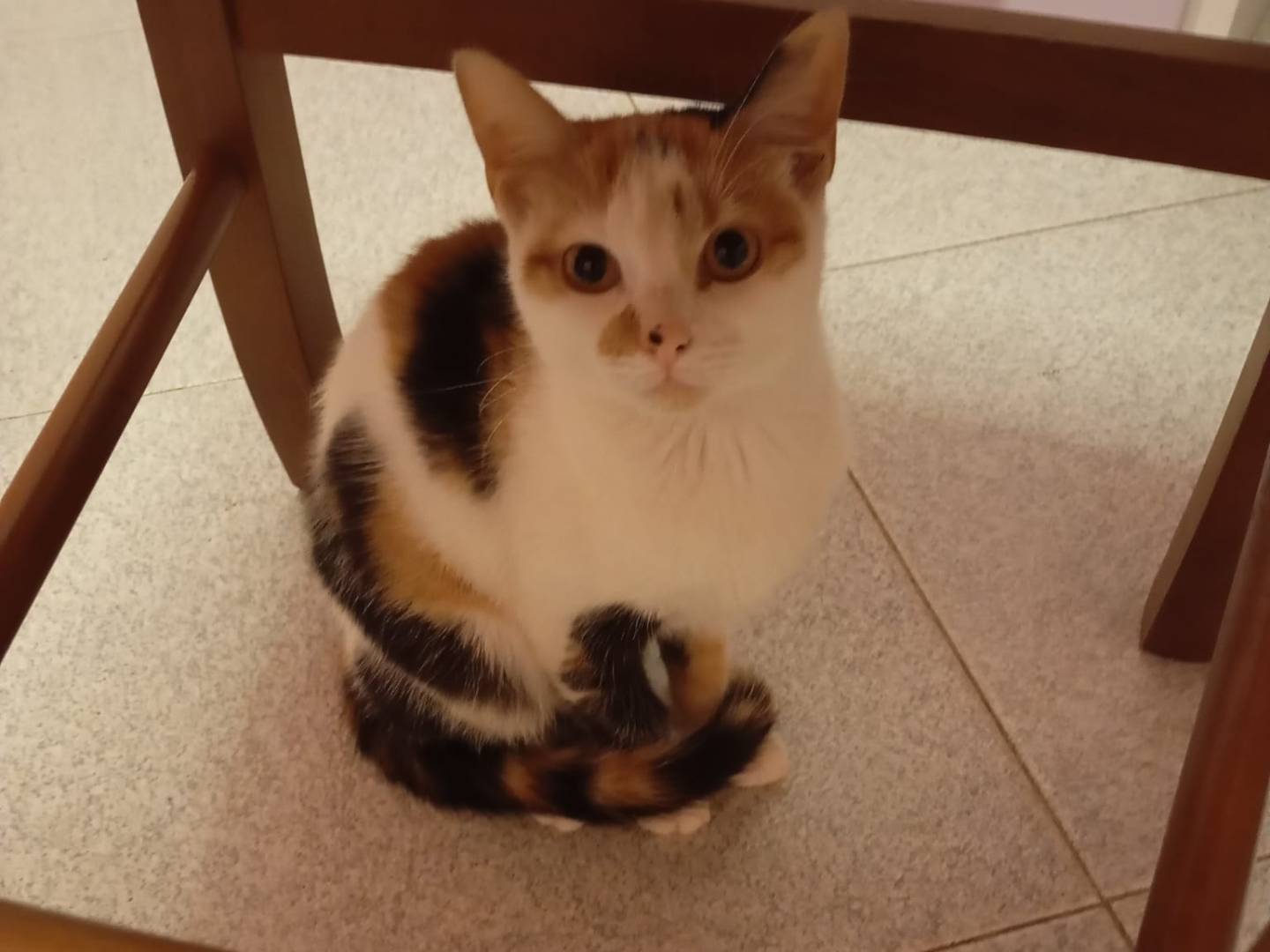 Adotta un gatto, femmina, 3 mesi, Avellino