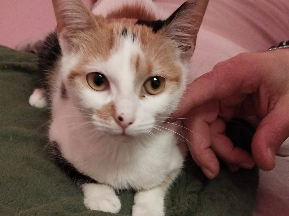 Adotta un gatto, taglia non valida, femmina, Avellino