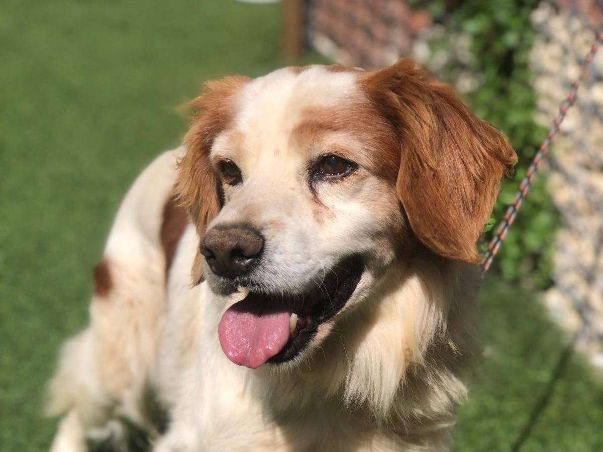 Adozione cane, maschio, Breton Razza sconosciuta, 12 anni e 10 mesi, taglia media, Siracusa