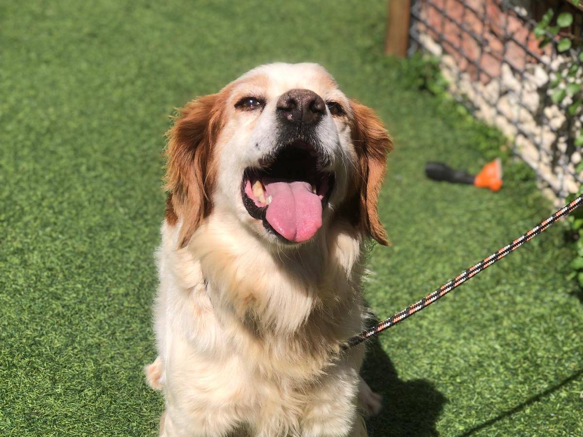 Adotta un cane, maschio, 12 anni e 10 mesi, Siracusa