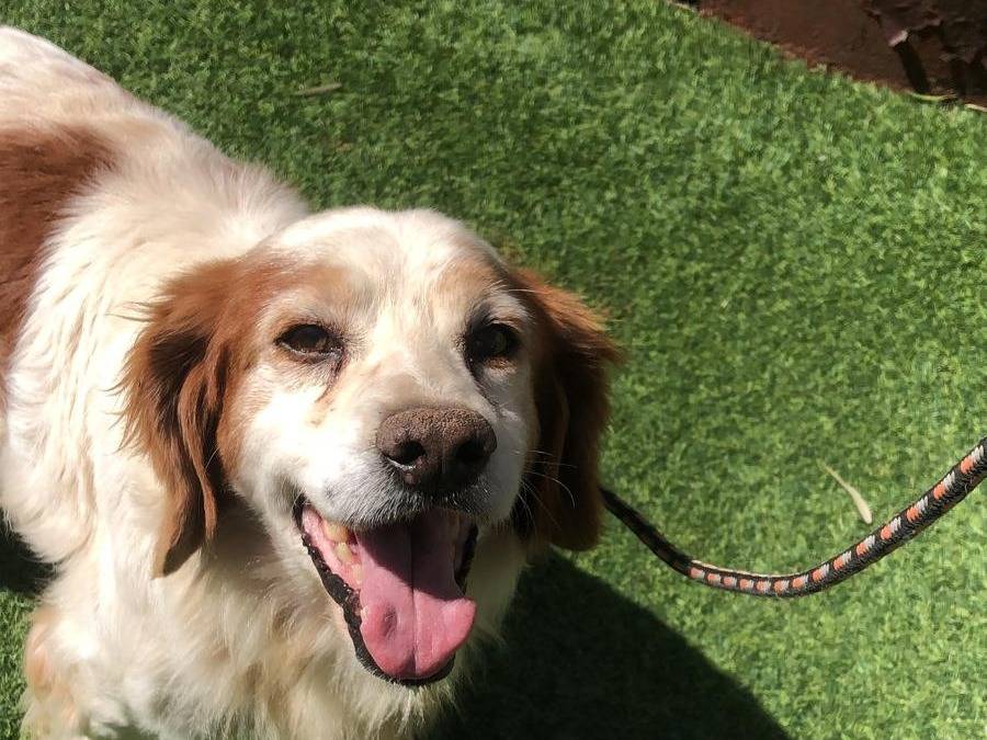 Adotta un cane, taglia media, maschio, Siracusa