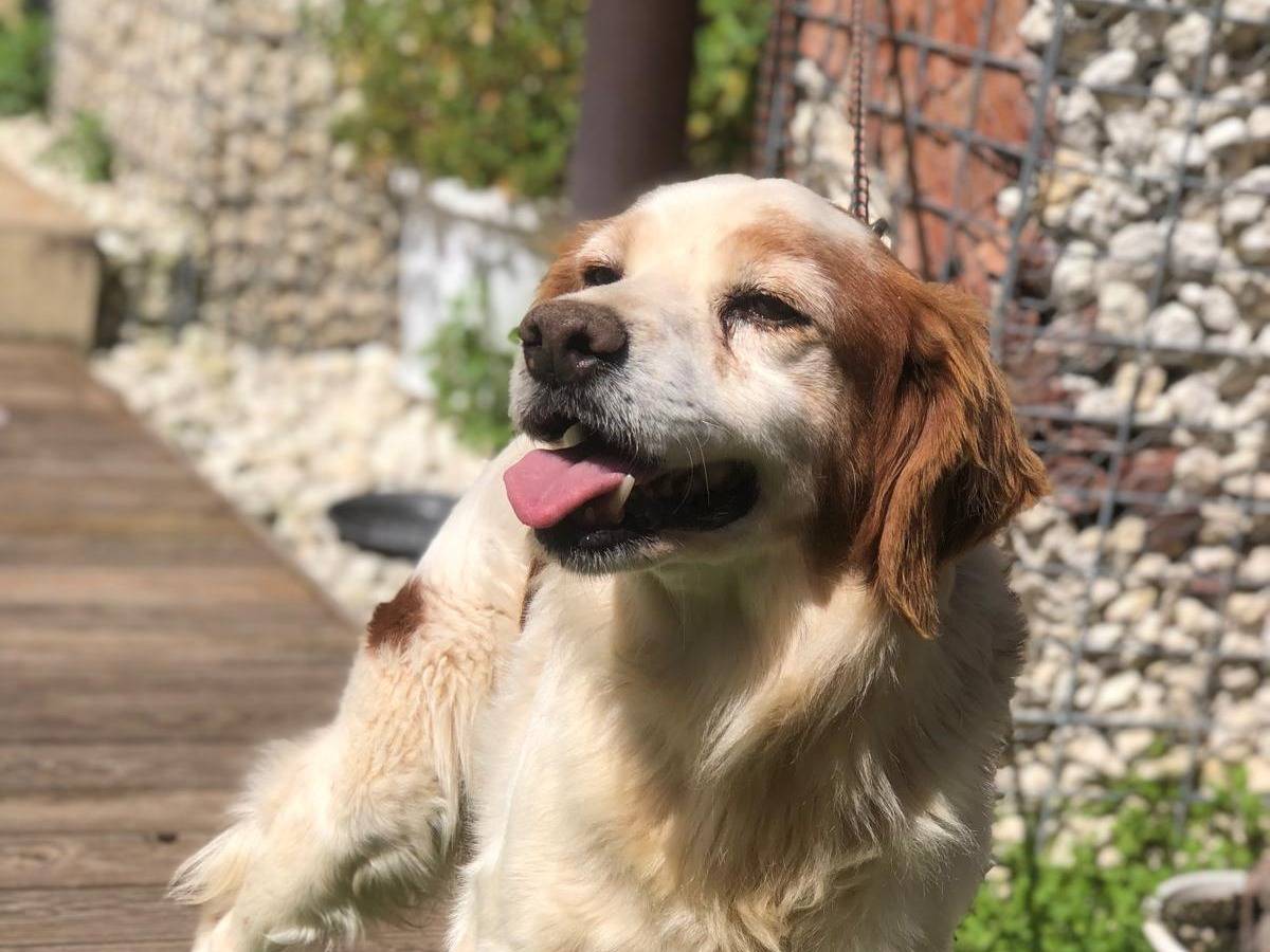 Vuoi adottare un cane a Siracusa?