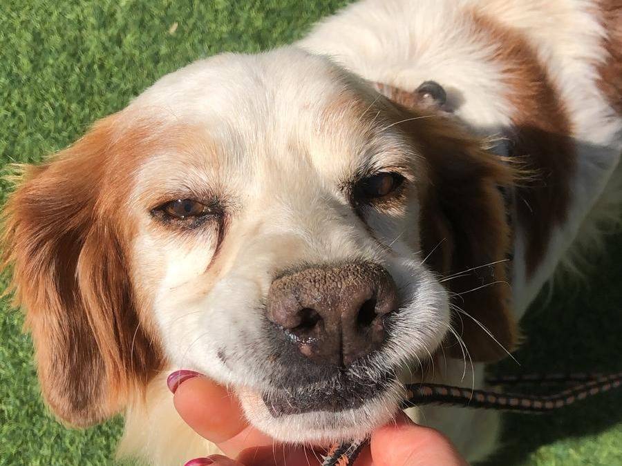 Adotta il cane Vento a Siracusa