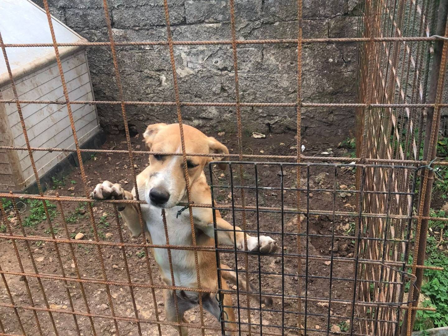 Adotta un cane, femmina, 5 mesi, Siracusa