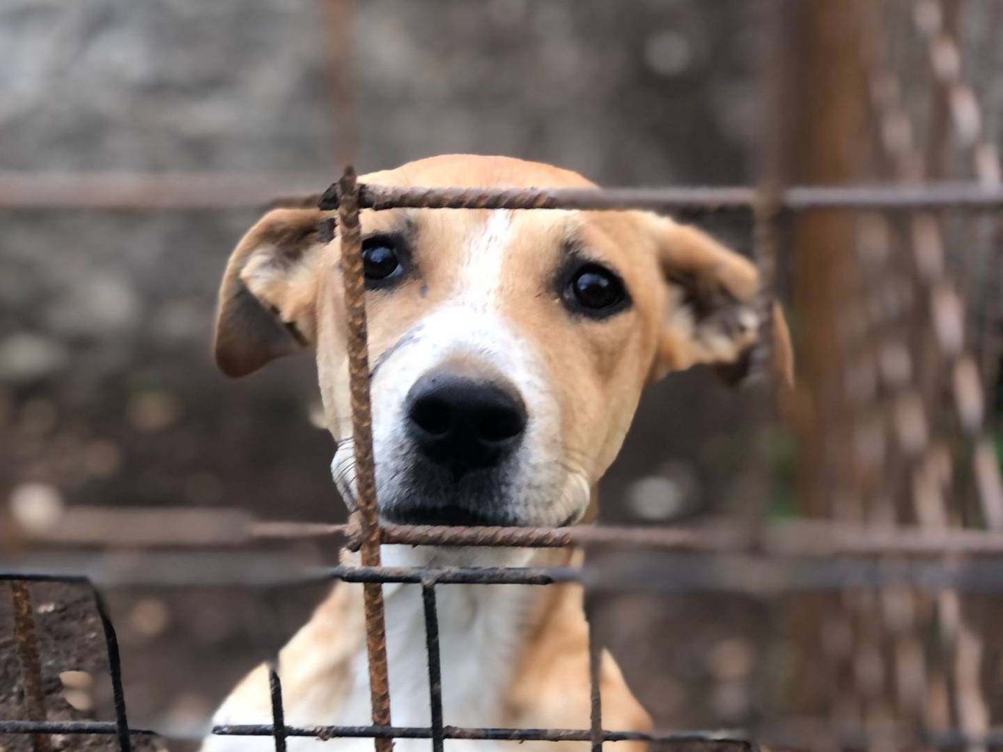 Adotta un cane, taglia media, femmina, Siracusa
