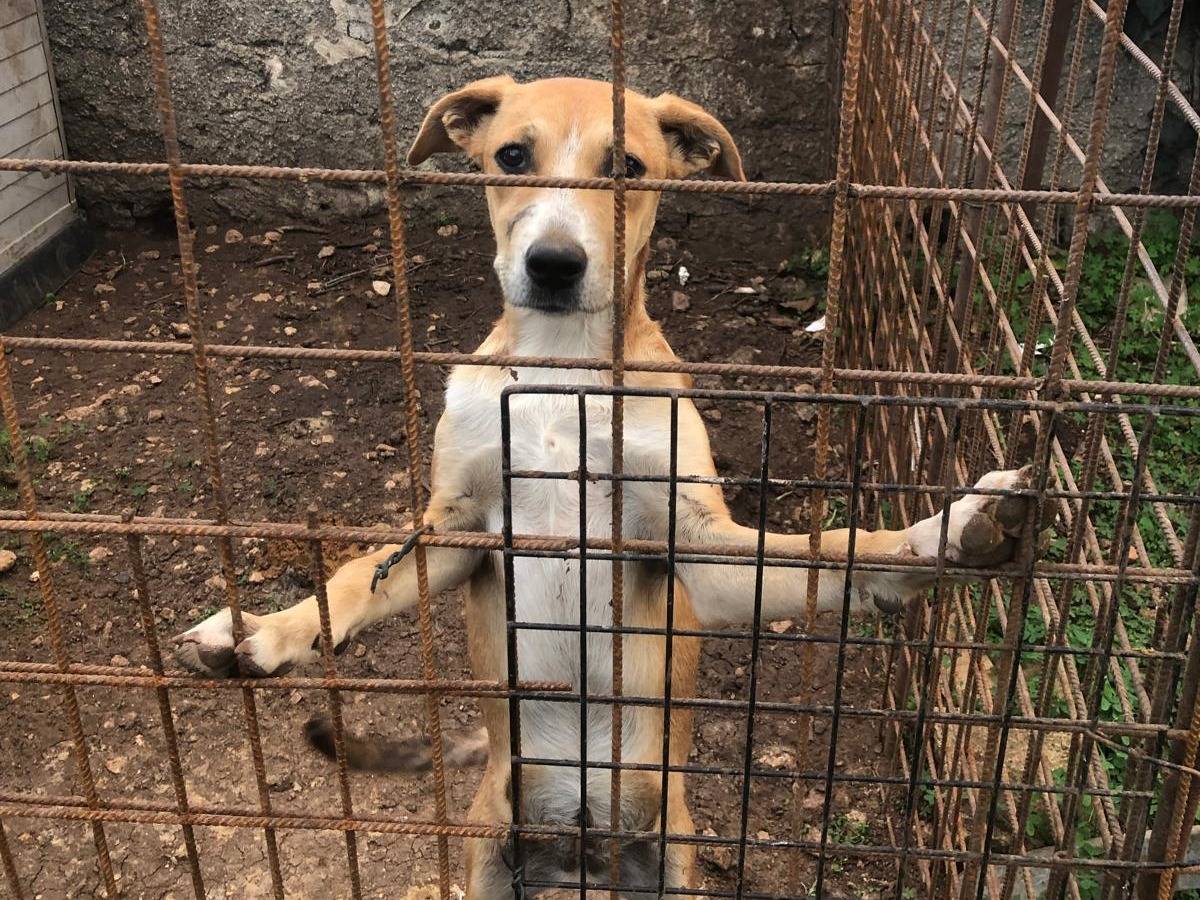 Vuoi adottare un cane a Siracusa?