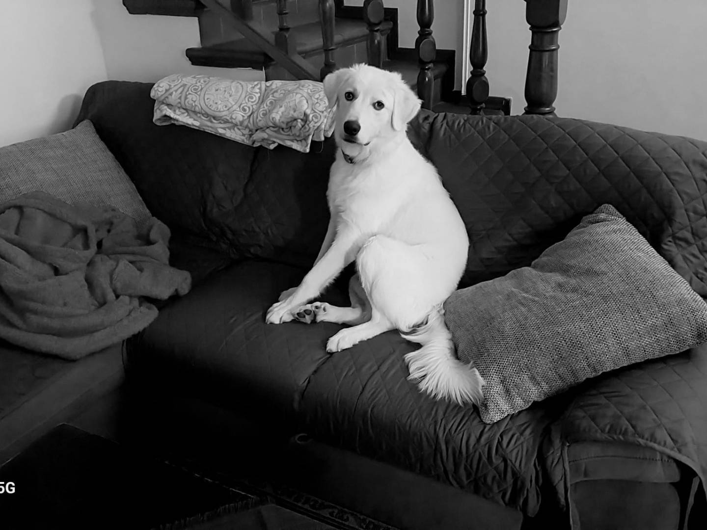 Adozione cane, maschio, Pastore maremmano Razza sconosciuta, 9 mesi, taglia media, Siracusa