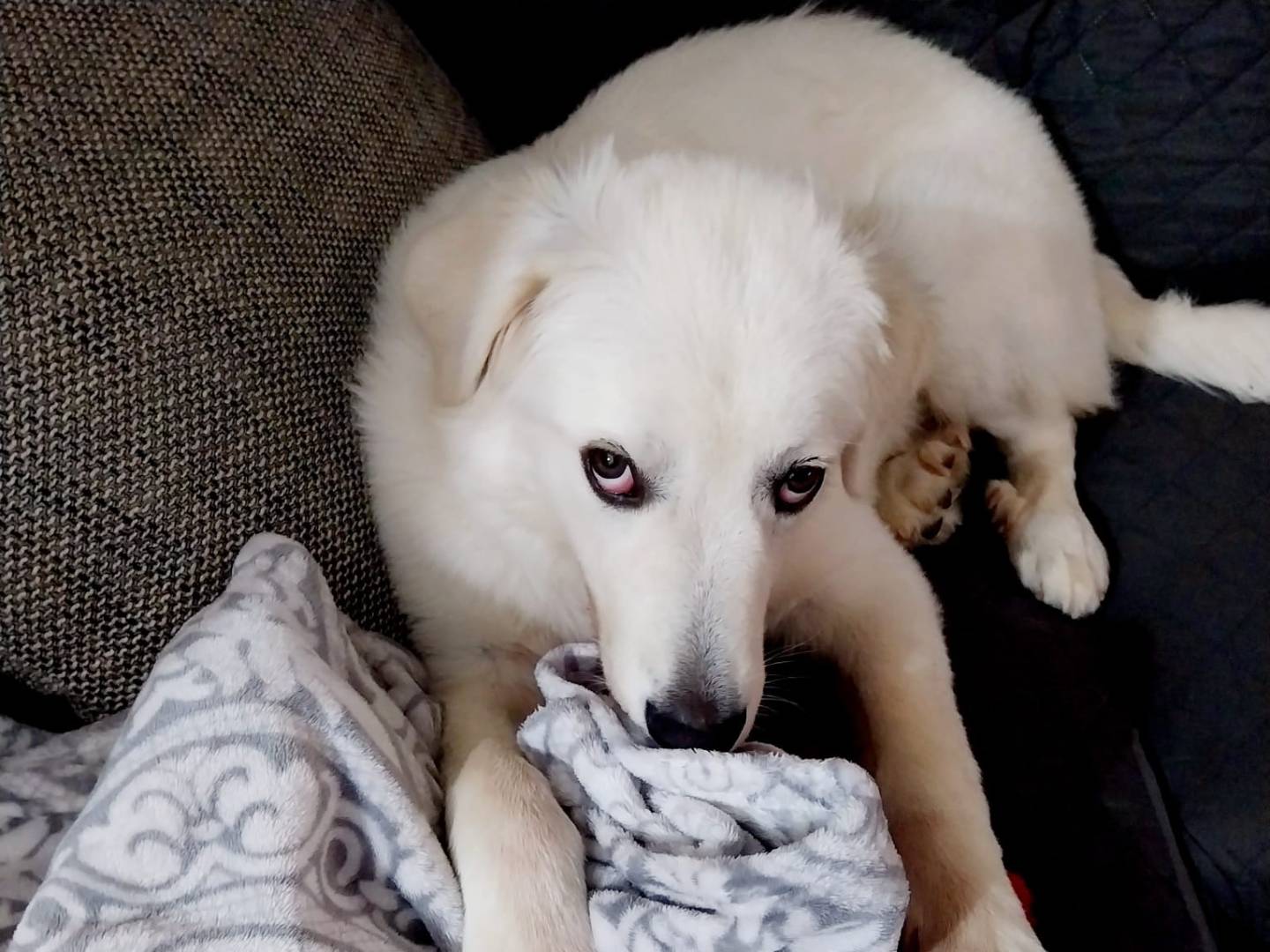 Adotta un cane, taglia media, maschio, Siracusa