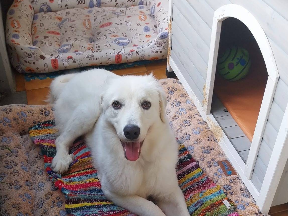 Vuoi adottare un cane a Siracusa?