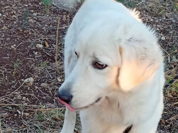 Adotta il cane Principe a Siracusa