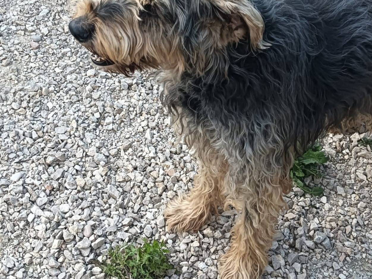 Vuoi adottare un cane a Terni?