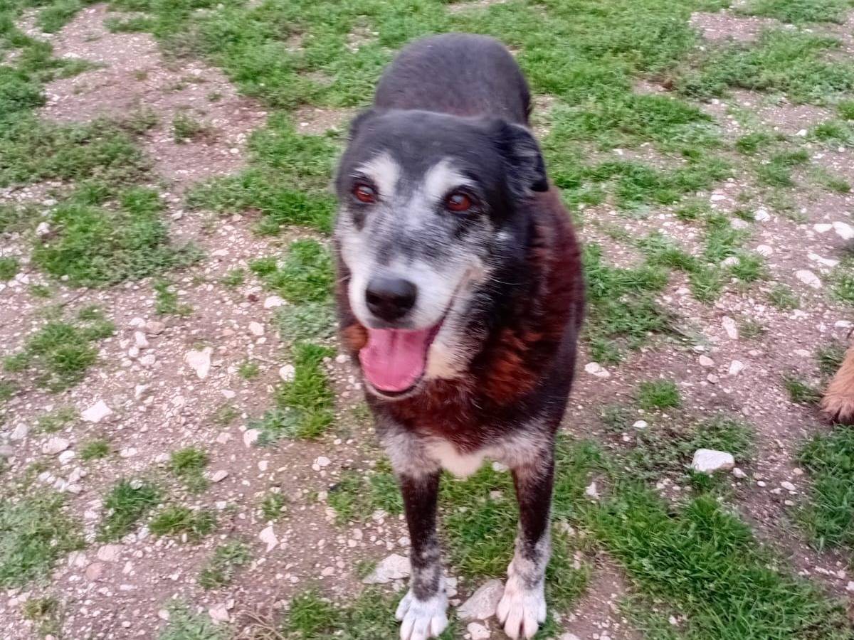 Adozione cane, femmina, Razza sconosciuta Razza sconosciuta, 12 anni e 9 mesi, taglia gigante, Terni