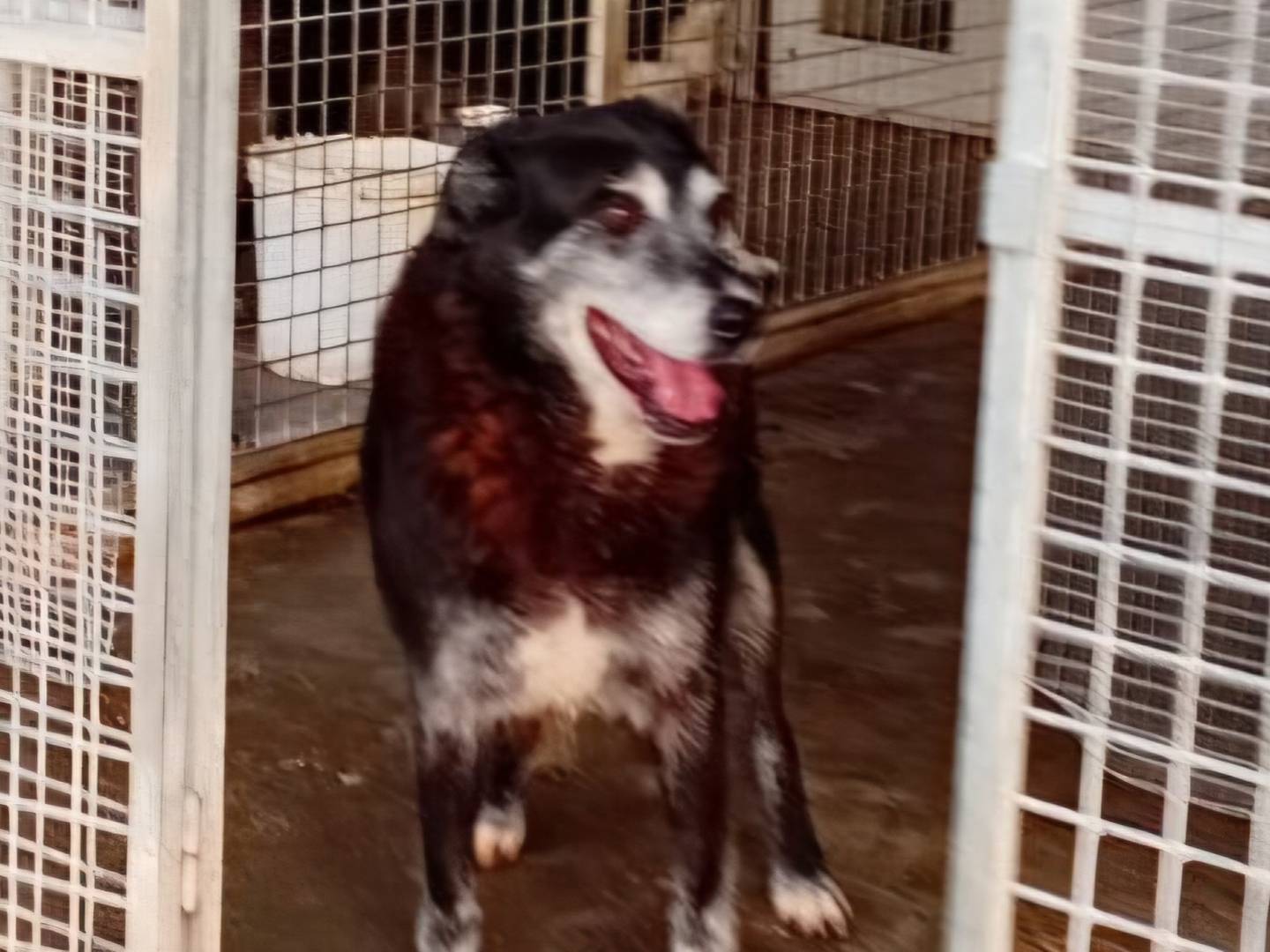 Adotta un cane, femmina, 12 anni e 9 mesi, Terni