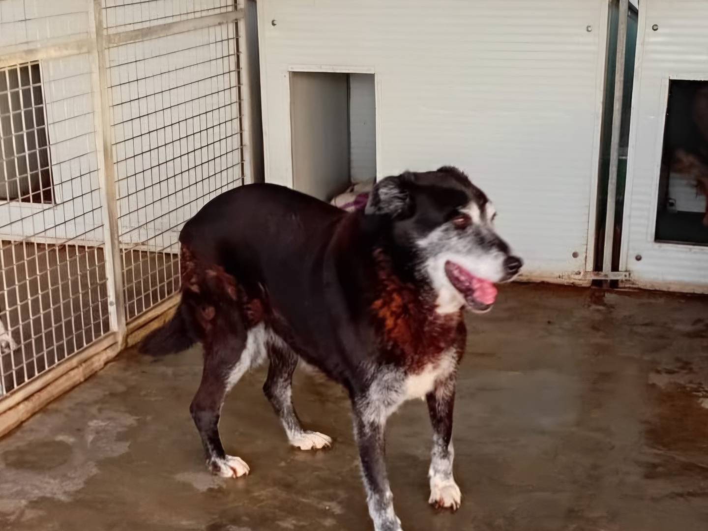 Adotta un cane, taglia gigante, femmina, Terni