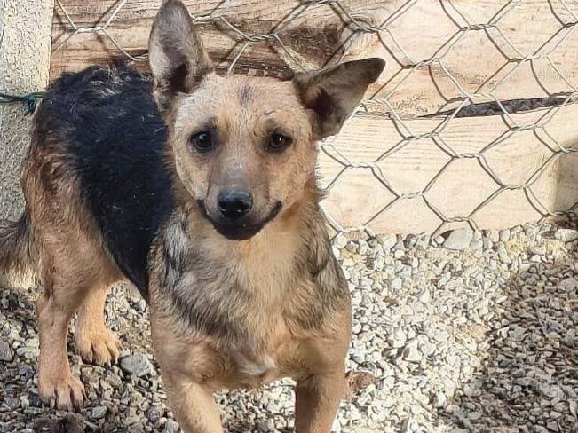 Adozione cane, maschio, Razza sconosciuta Razza sconosciuta, 3 anni e 5 mesi, taglia piccola, Crotone