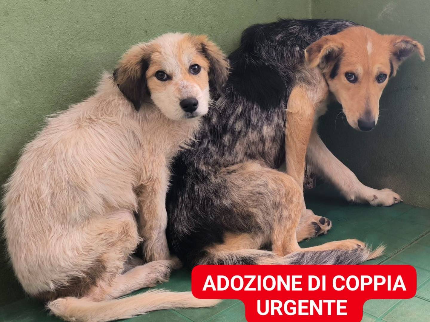 Adozione cane, femmina, Razza sconosciuta Razza sconosciuta, 2 anni e 5 mesi, taglia media contenuta, Crotone