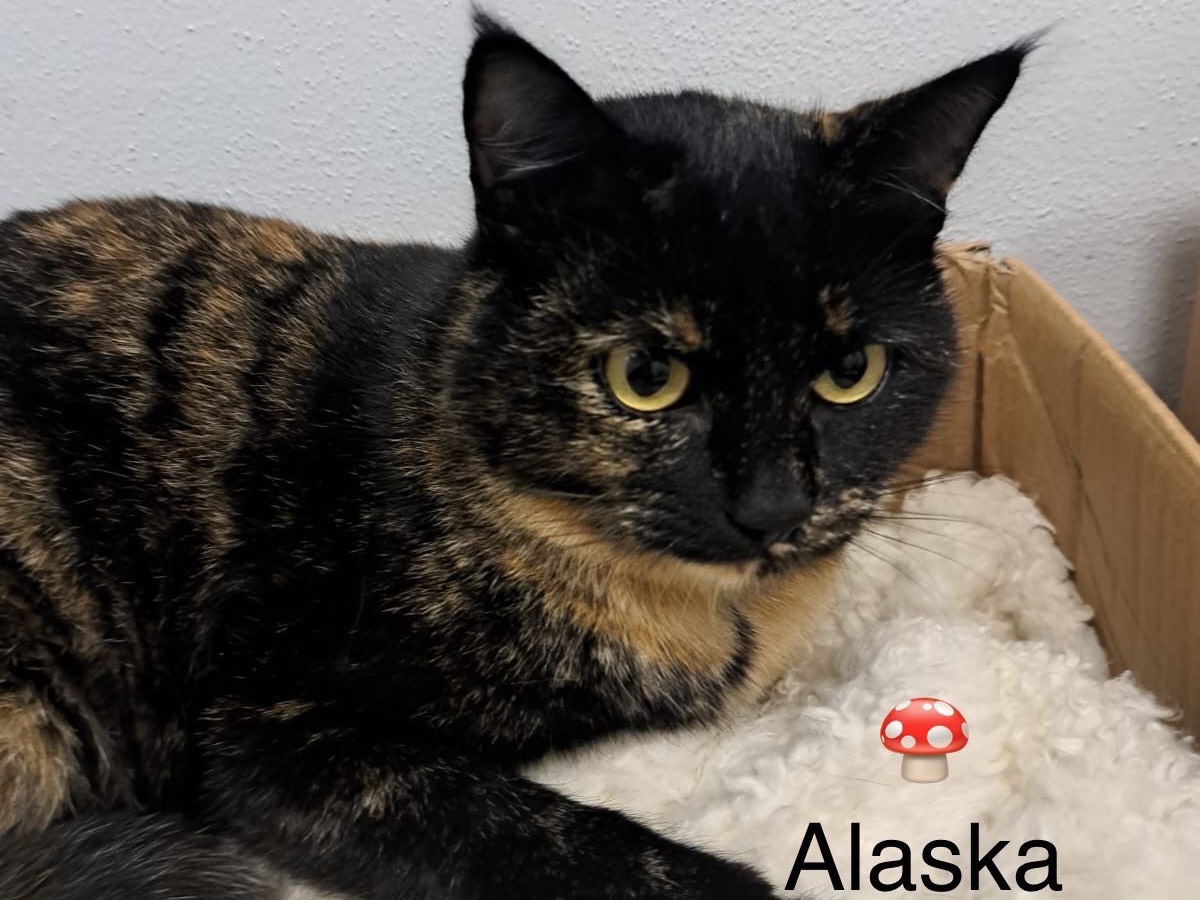 Adozione gatto, femmina, Razza sconosciuta Razza sconosciuta, 1 anno, taglia non valida, Milano