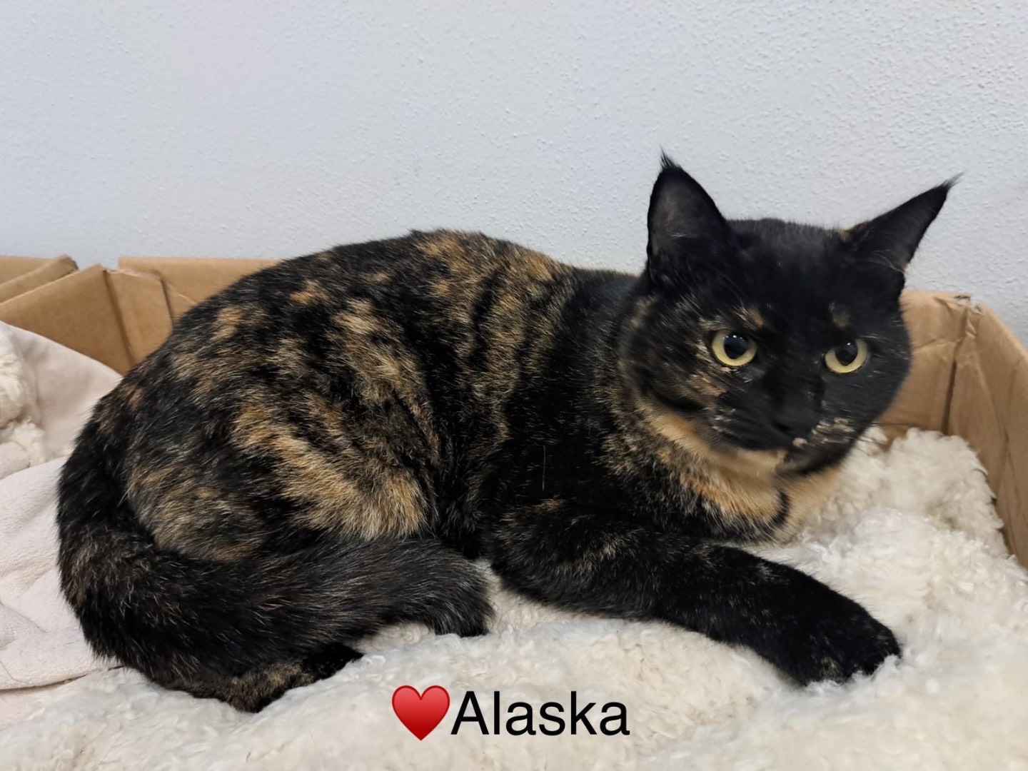 Adotta un gatto, femmina, 1 anno, Milano