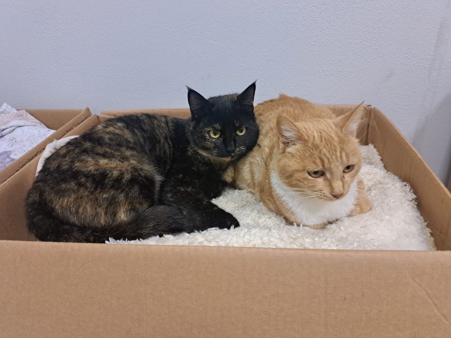 Adotta un gatto, taglia non valida, femmina, Milano