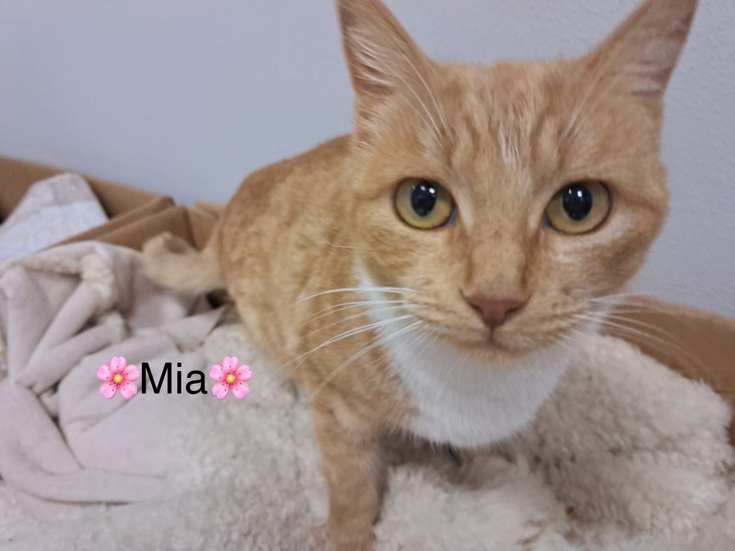 Adozione gatto, femmina, Razza sconosciuta Razza sconosciuta, 1 anno, taglia non valida, Milano
