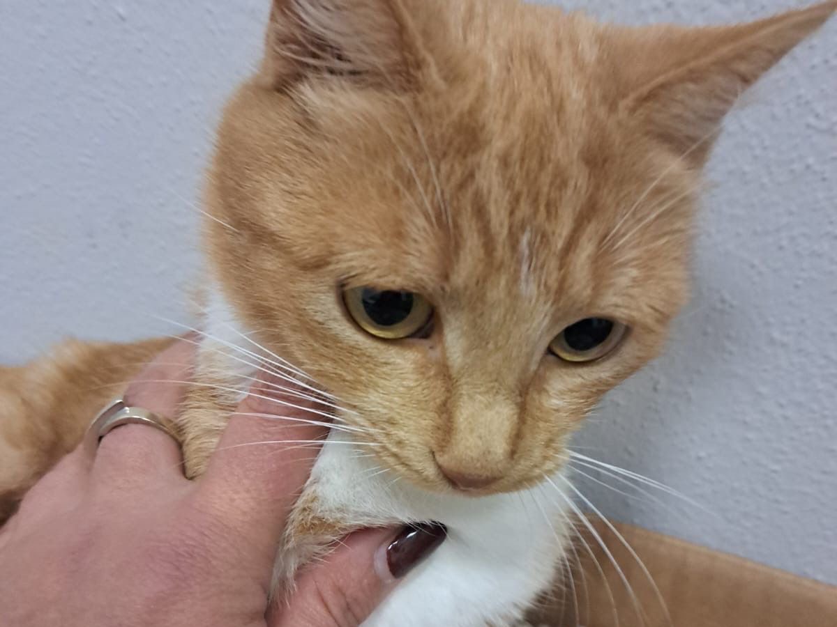 Adotta un gatto, femmina, 1 anno, Milano