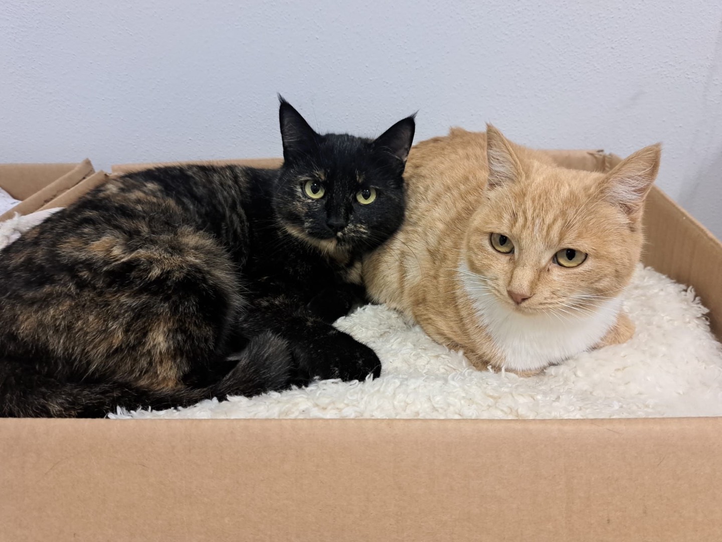 Adotta un gatto, taglia non valida, femmina, Milano