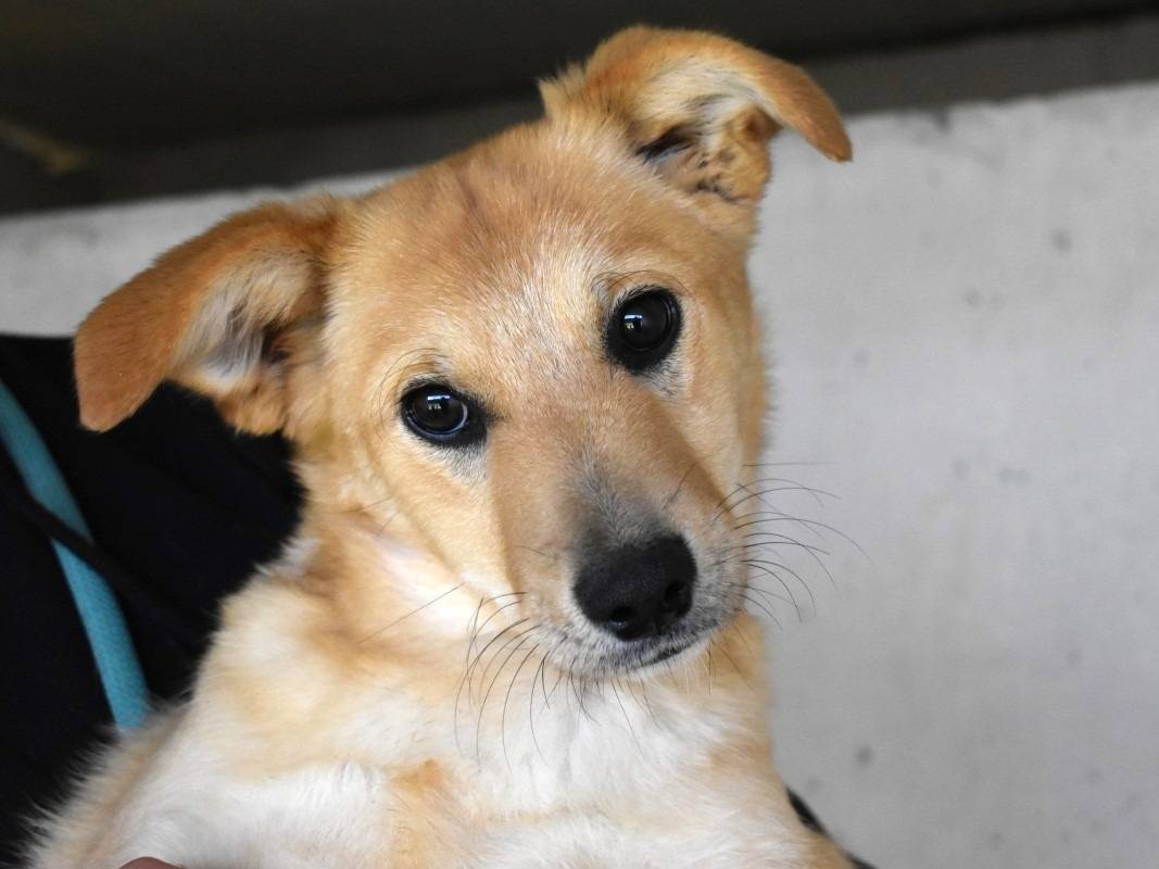 Adozione cane, femmina, Razza sconosciuta Razza sconosciuta, 7 mesi, taglia media, Roma