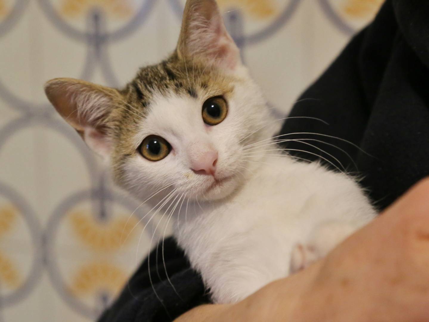 Adozione gatto, femmina, Razza sconosciuta Razza sconosciuta, 3 mesi, taglia non valida, Benevento