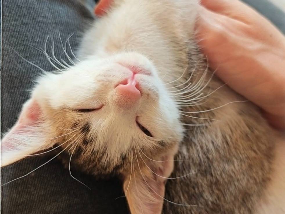 Adotta un gatto, femmina, 3 mesi, Benevento