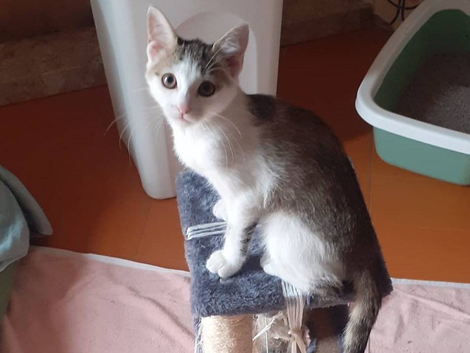 Adotta un gatto, taglia non valida, femmina, Benevento