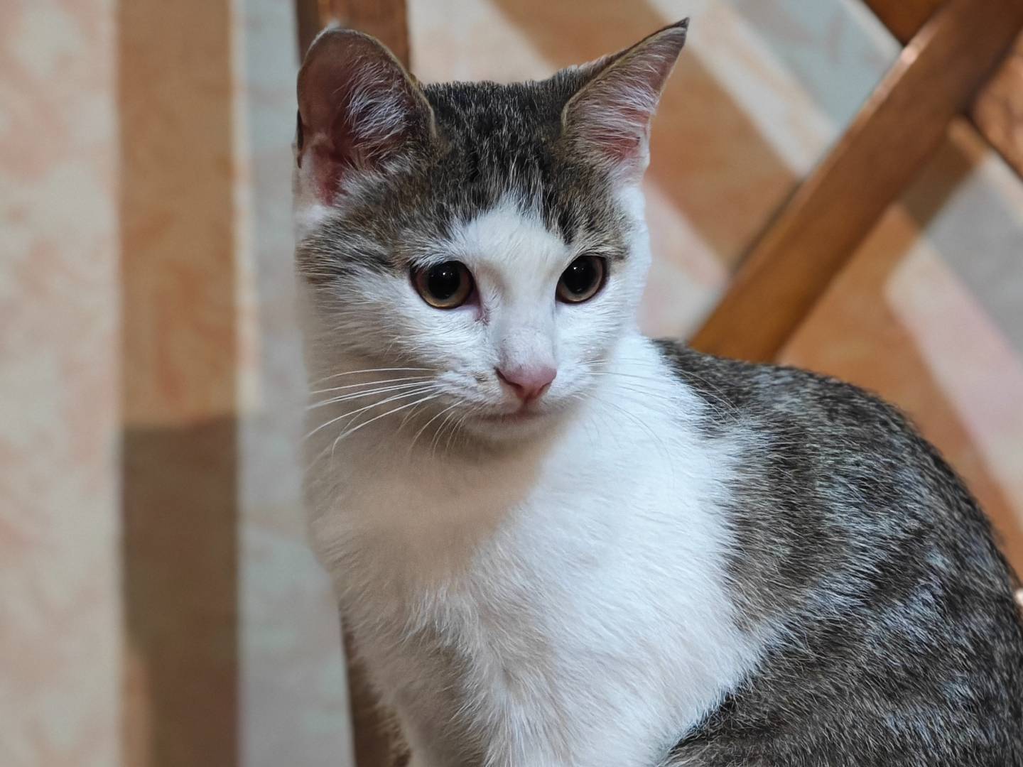 Vuoi adottare un gatto a Benevento?